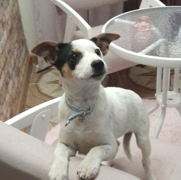 Собаки в добрые руки - Белка - 1