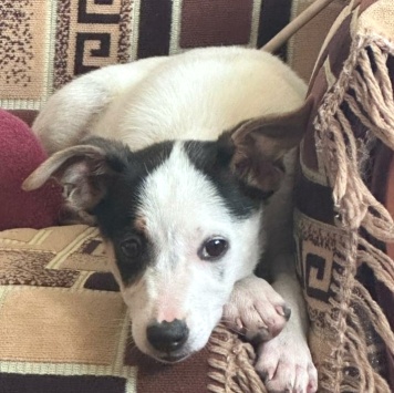 Собаки в добрые руки - Белка - 2