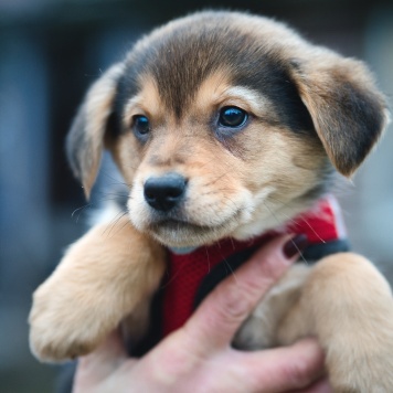 Собаки в добрые руки - Санти - 2