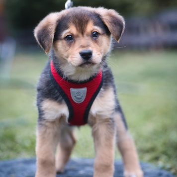 Собаки в добрые руки - Санти - 1