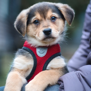 Собаки в добрые руки - Санти