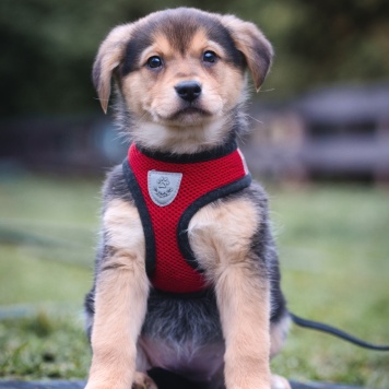 Собаки в добрые руки - Санти - 3