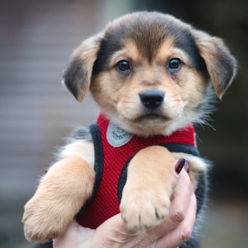 Собаки в добрые руки - Санти - 4