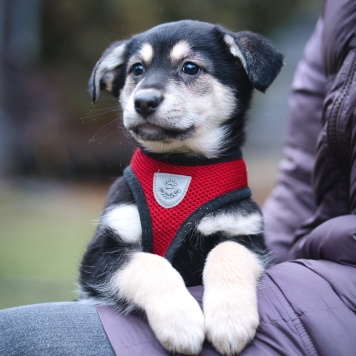 Собаки в добрые руки - Дакота