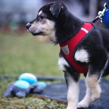 Собаки в добрые руки - Дакота - 2