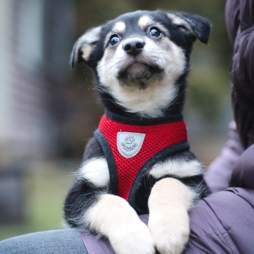 Собаки в добрые руки - Дакота - 3