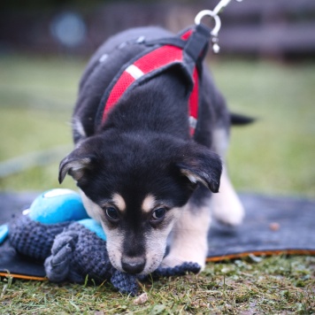 Собаки в добрые руки - Дакота - 4