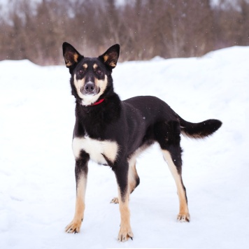 Собаки в добрые руки - Агата