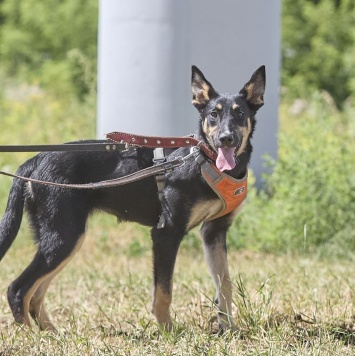 Собаки в добрые руки - Агата - 1