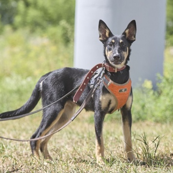 Собаки в добрые руки - Агата - 2