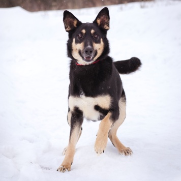Собаки в добрые руки - Агата - 4