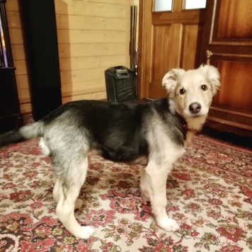 Ринго - Собаки в добрые руки