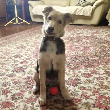 Собаки в добрые руки - Ринго - 1