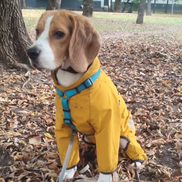 Собаки в добрые руки - Арчи - 2