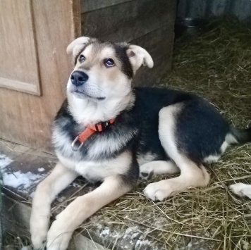 Собаки в добрые руки - Бруно