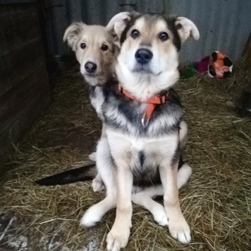 Собаки в добрые руки - Бруно - 1