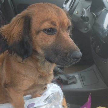 Собаки в добрые руки - Пoля