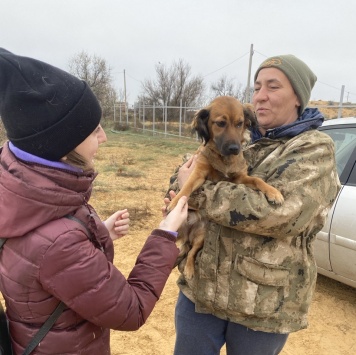 Собаки в добрые руки - Пoля - 1