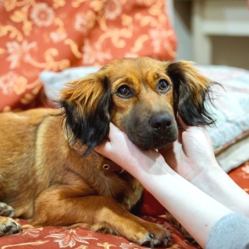 Собаки в добрые руки - Пoля - 2