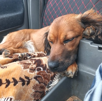 Собаки в добрые руки - Пoля - 3