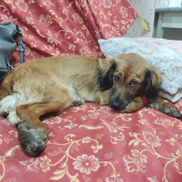 Собаки в добрые руки - Пoля - 4