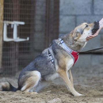 Собаки в добрые руки - Ода