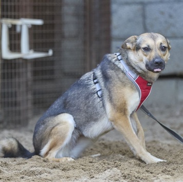 Собаки в добрые руки - Ода - 1