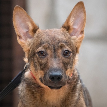 Собаки в добрые руки - Мира