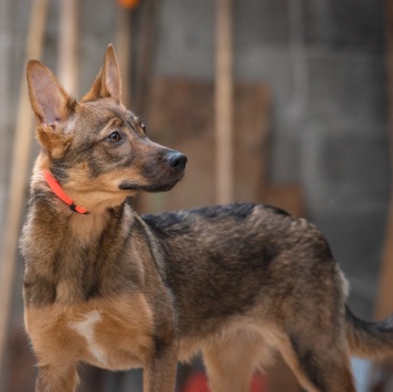 Собаки в добрые руки - Мира - 1