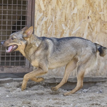 Собаки в добрые руки - Мира - 2