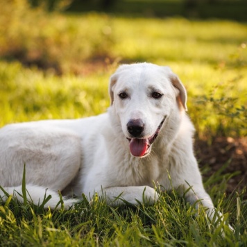 Собаки в добрые руки - Беляш