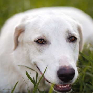 Собаки в добрые руки - Беляш - 1