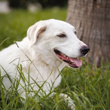 Собаки в добрые руки - Беляш - 2