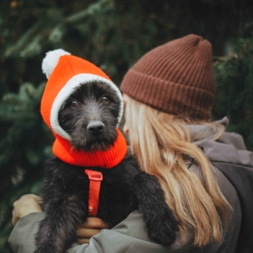 Соня - Собаки в добрые руки