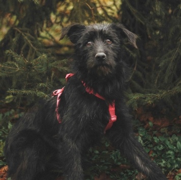 Собаки в добрые руки - Соня - 1