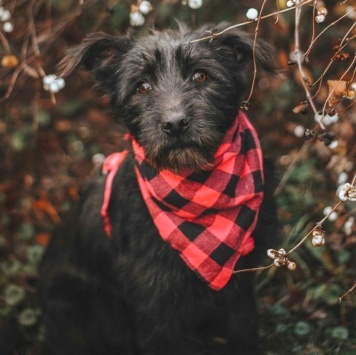 Собаки в добрые руки - Соня - 2