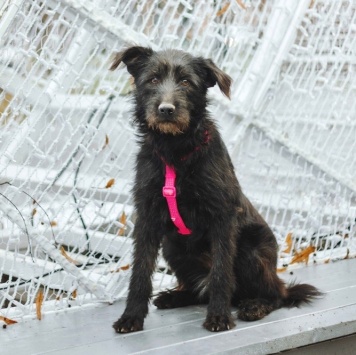 Собаки в добрые руки - Соня - 4