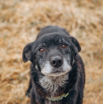 Собаки в добрые руки - Артём