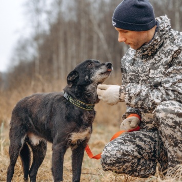Собаки в добрые руки - Артём - 1