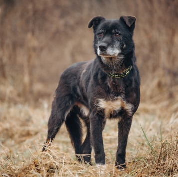 Собаки в добрые руки - Артём - 2