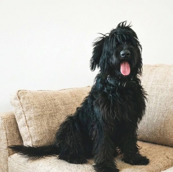 Айна - Собаки в добрые руки