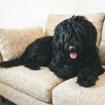 Собаки в добрые руки - Айна - 1