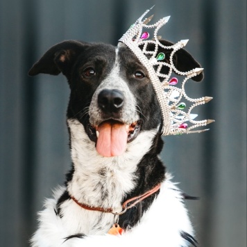 Барни - Собаки в добрые руки