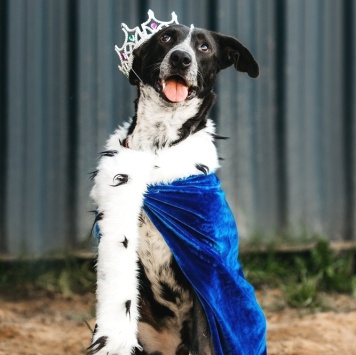 Собаки в добрые руки - Барни - 2