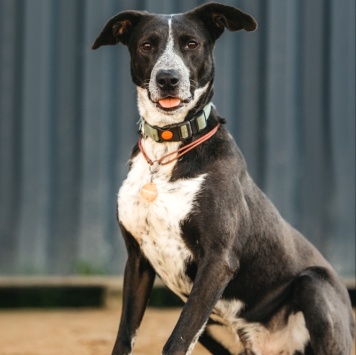 Собаки в добрые руки - Барни - 4