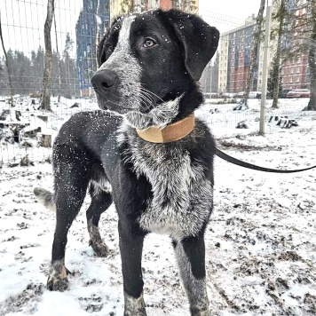 Собаки в добрые руки - Миша