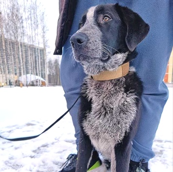 Собаки в добрые руки - Миша - 2