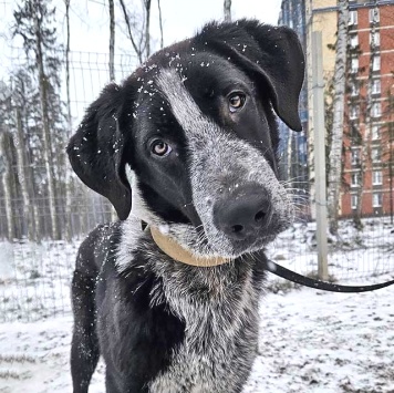 Собаки в добрые руки - Миша - 4