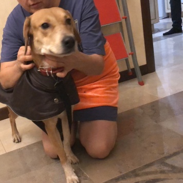 Найденные собаки - Лиза