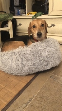 Найденные собаки - Лиза - 1